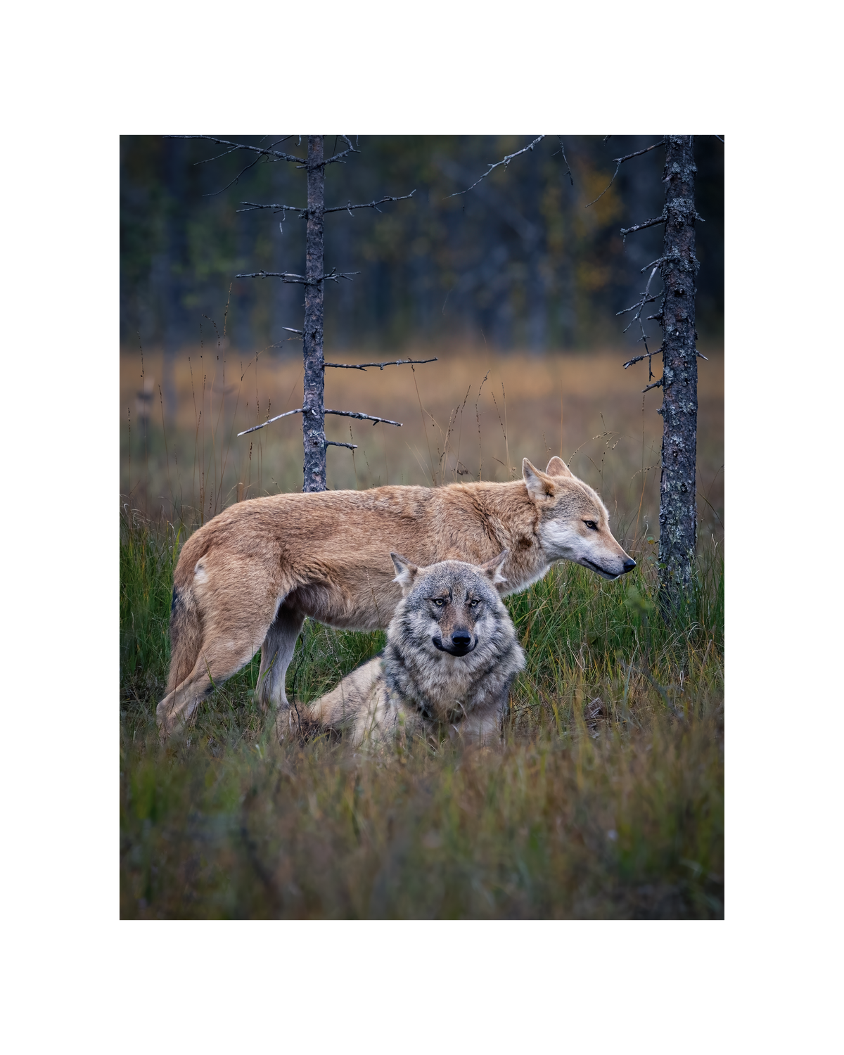 'Leaders of the Pack' Unisex Organic Hoodie | Auli Leivonen x Novapuro
