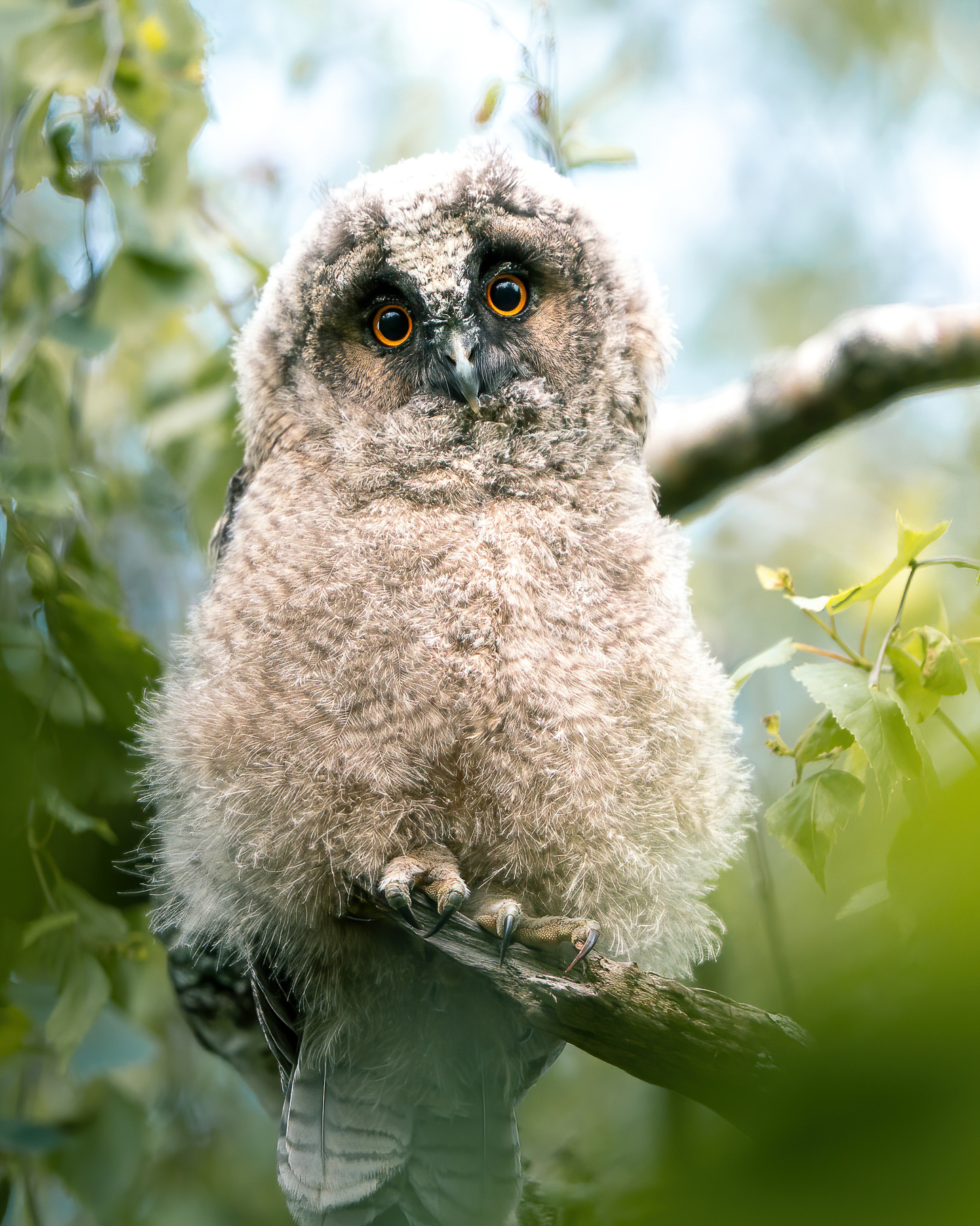 Mikko Monto x Novapuro Organic Sweatshirt - Long-eared Owl