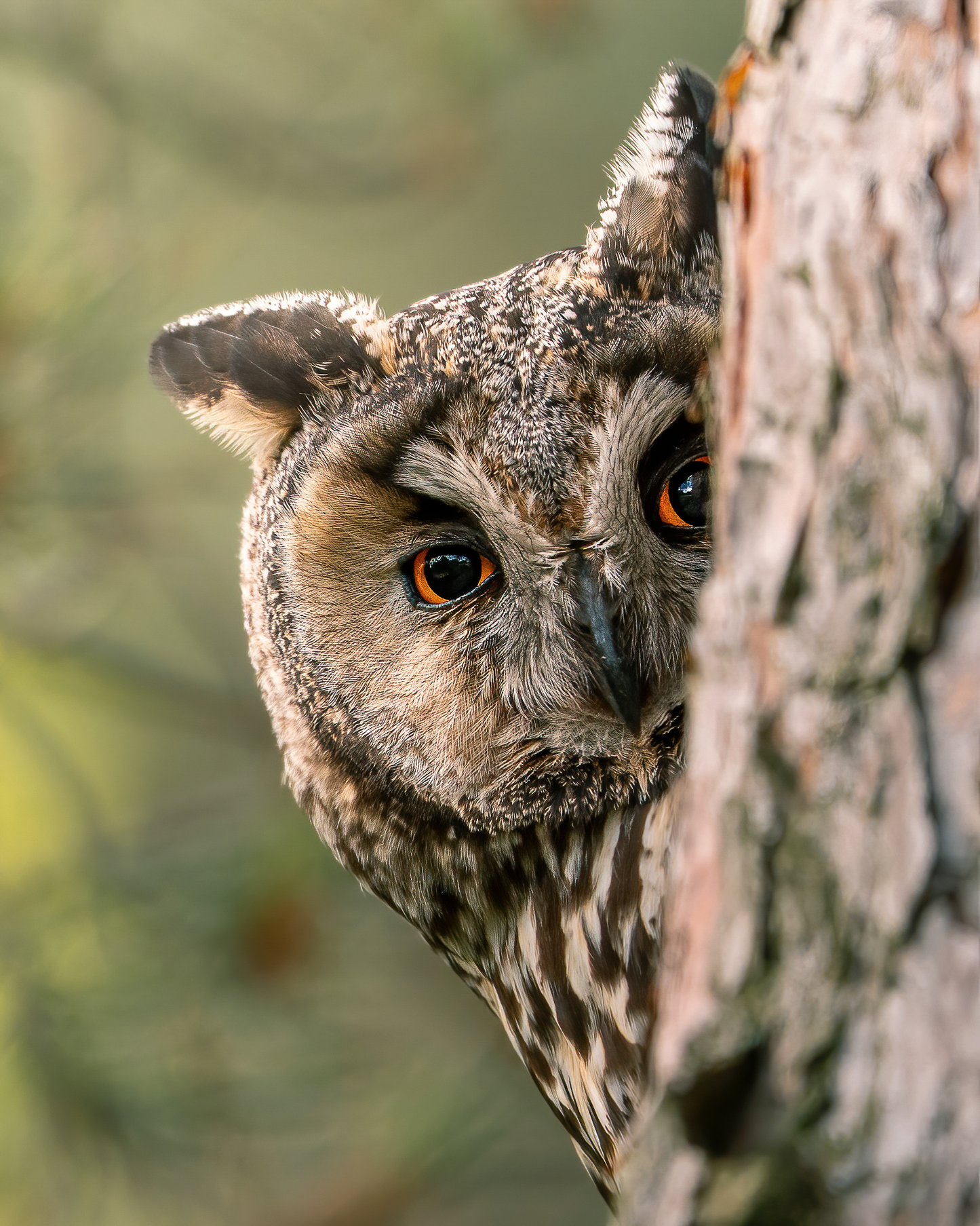 Mikko Monto x Novapuro Enamel Mug - Long-eared Owl