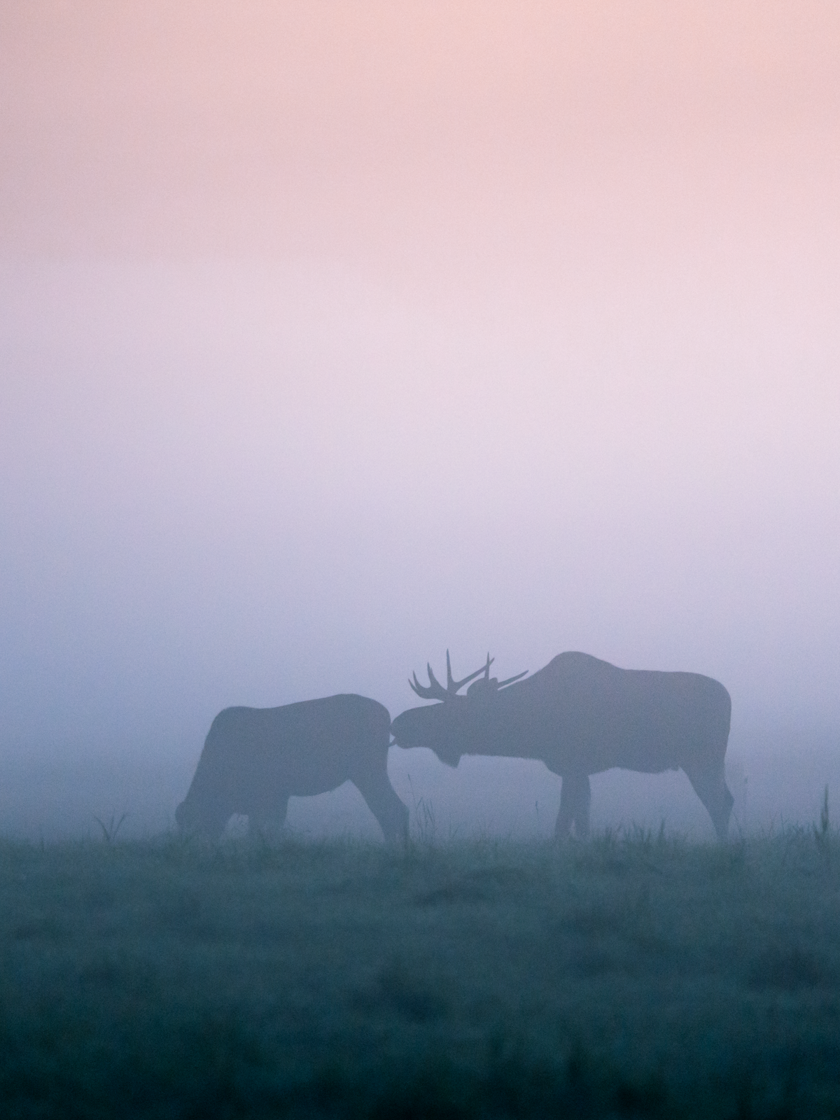 Premium Enamel Camper Mug | 'Misty Moose' Art by Mikko Monto