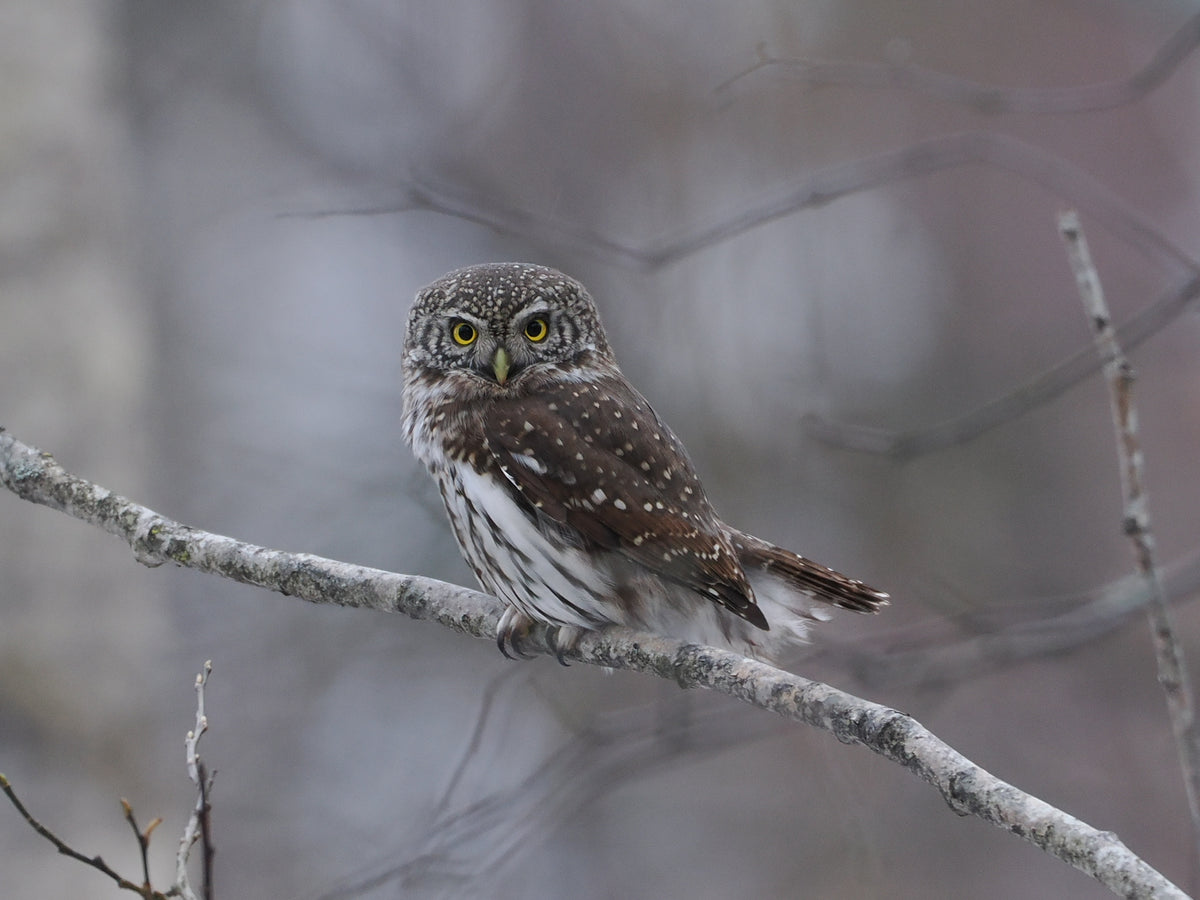 Eurasian Pygmy Owl Organic T-Shirt | Tarja x Novapuro | Sustainable Nordic Nature Apparel
