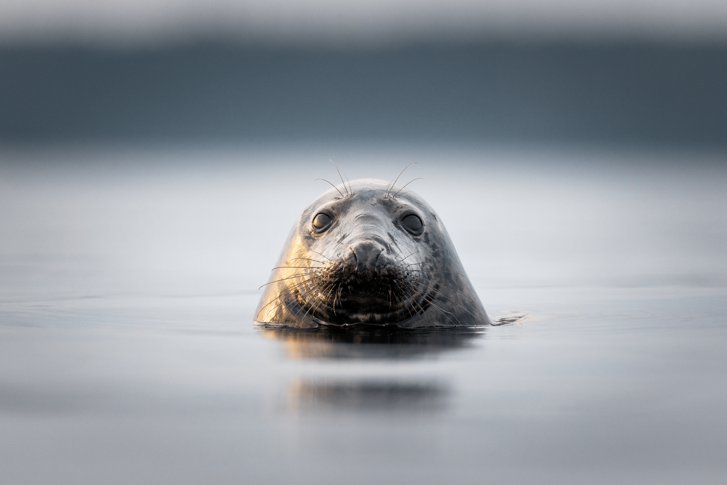 Jetro Luhtaa x Novapuro "Saimaa Ringed Seal" Organic T-Shirt | Wildlife Graphic Design