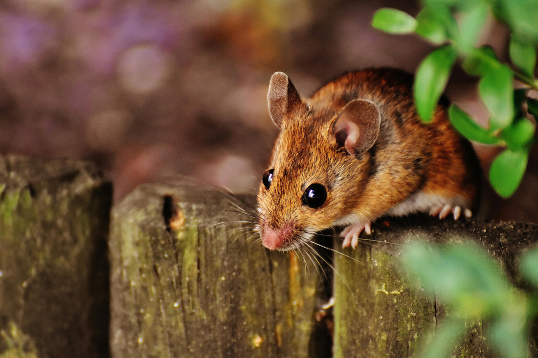 A tiny, cute Hazel Dormouse climbing on a branch, representing the success of wildlife corridors and habitat protection.