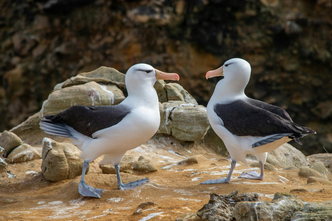 Two albatross birds grooming each other, symbolizing lifelong partnership and nature's loyalty.
