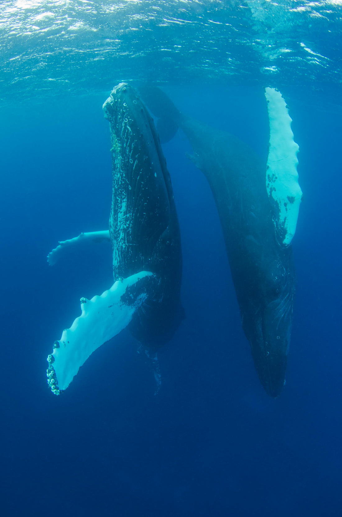 A humpback whale breaching the surface of the ocean.