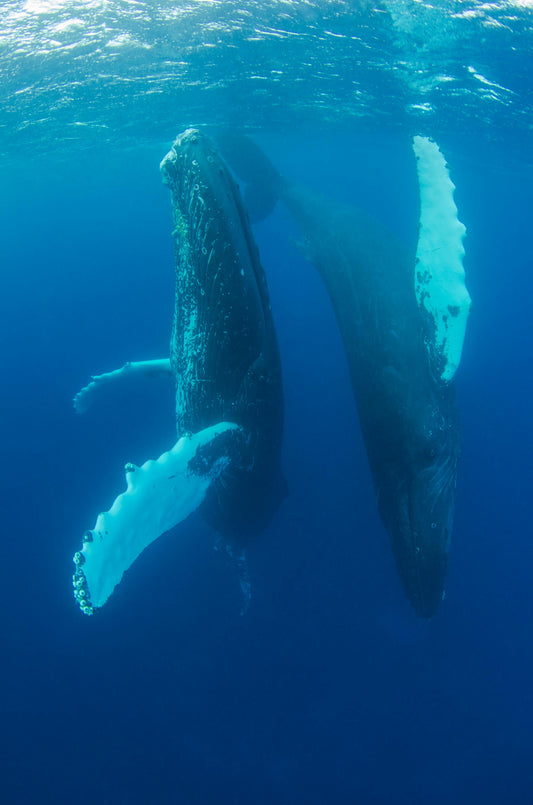 A humpback whale breaching the surface of the ocean.