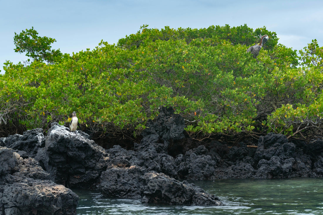 Vibrant tropical birds on a black organic sweatshirt, representing the return of extinct species to the Galapagos Islands.