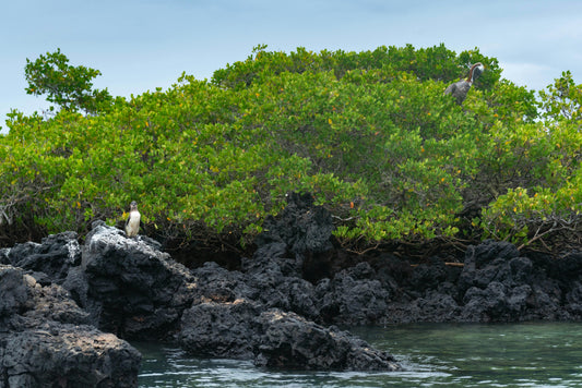 Vibrant tropical birds on a black organic sweatshirt, representing the return of extinct species to the Galapagos Islands.