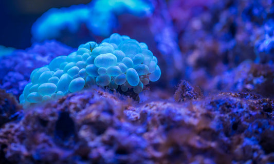 A beautiful underwater view of a vibrant coral reef teeming with colorful fish, symbolizing ocean restoration and the healing power of sound.