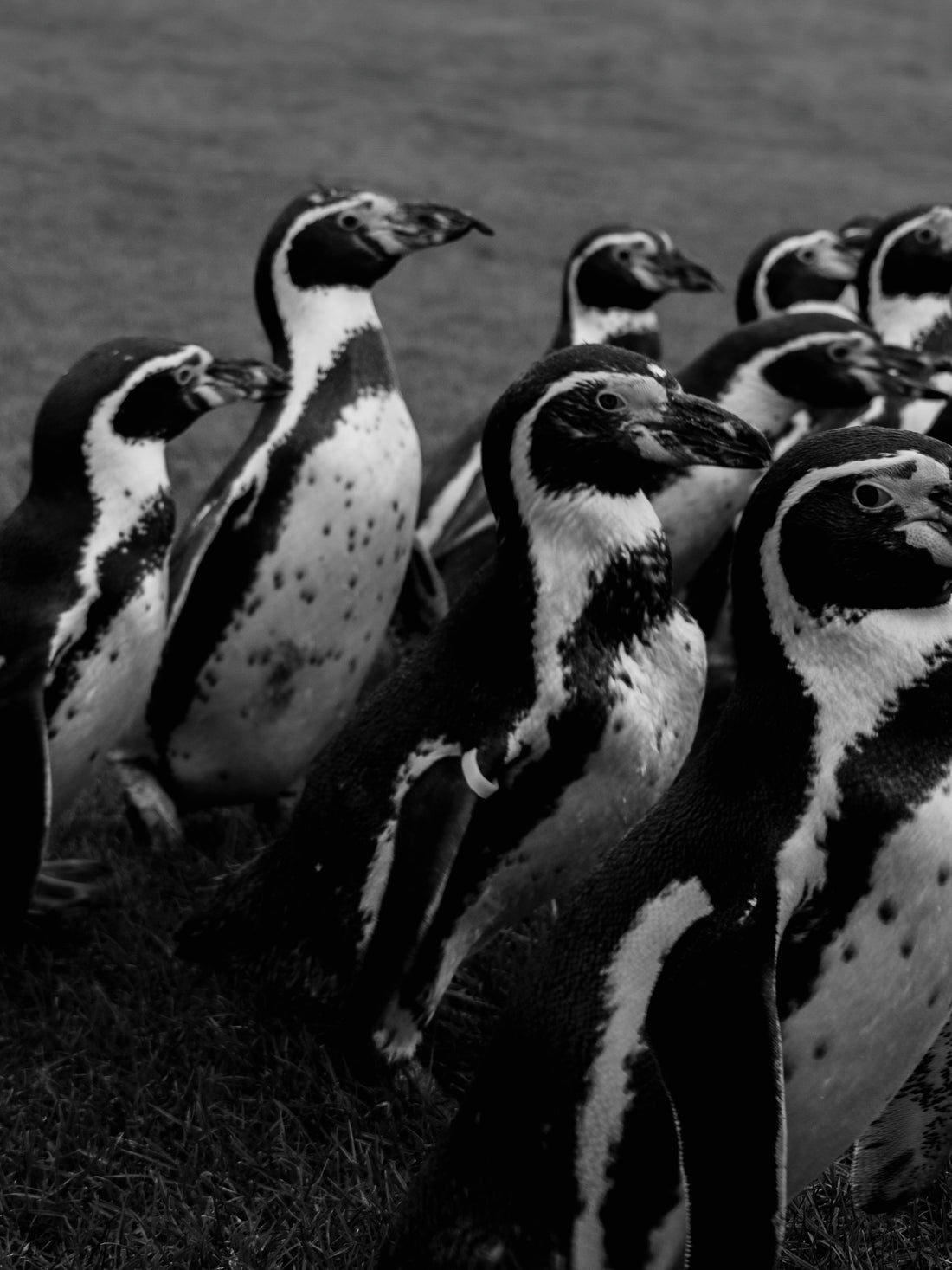 A vast, snowy Antarctic landscape with a group of emperor penguins standing near the blue ocean