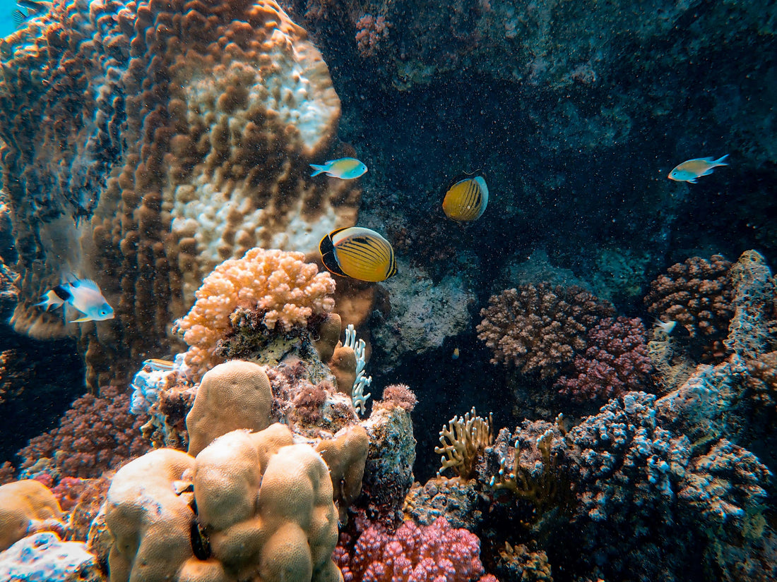 Colorful tropical fish swimming through a vibrant coral reef, showing the natural restoration of the marine ecosystem.