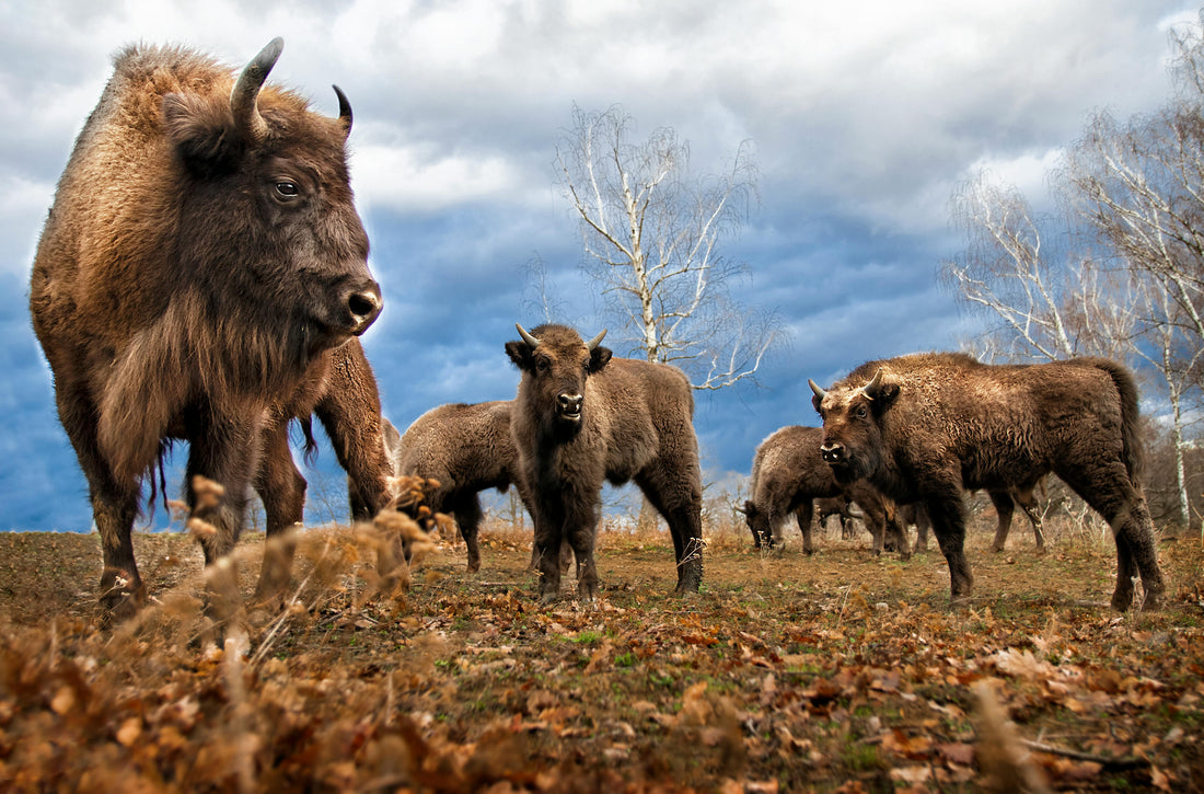 Majestic European Bison walking in a snowy forest, symbolizing the successful rewilding and return from extinction.