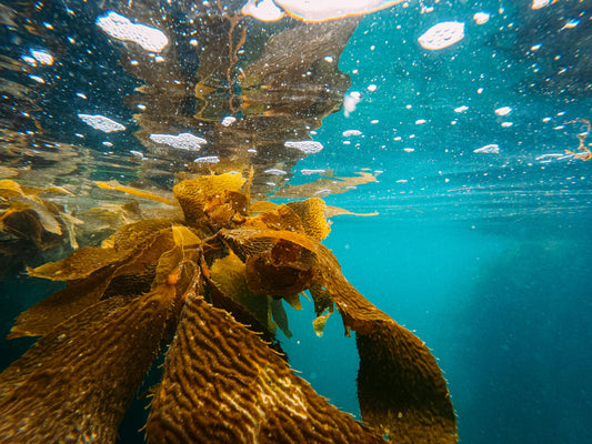 Sunlight streaming through a vibrant green underwater seaweed forest in a clear blue ocean.