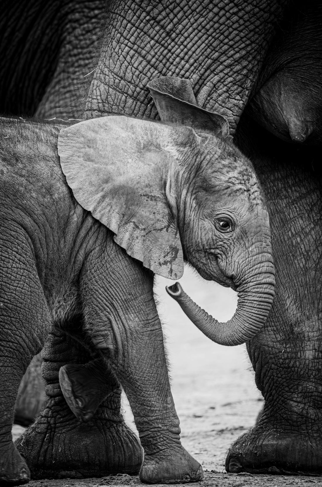 Adorable baby elephant calf playing with its mother in Kenya, symbolizing the record-breaking elephant baby boom and successful conservation.