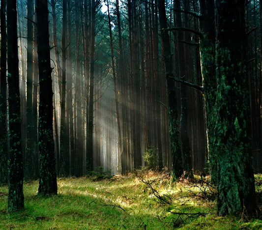 A misty morning in a dense Nordic pine forest.