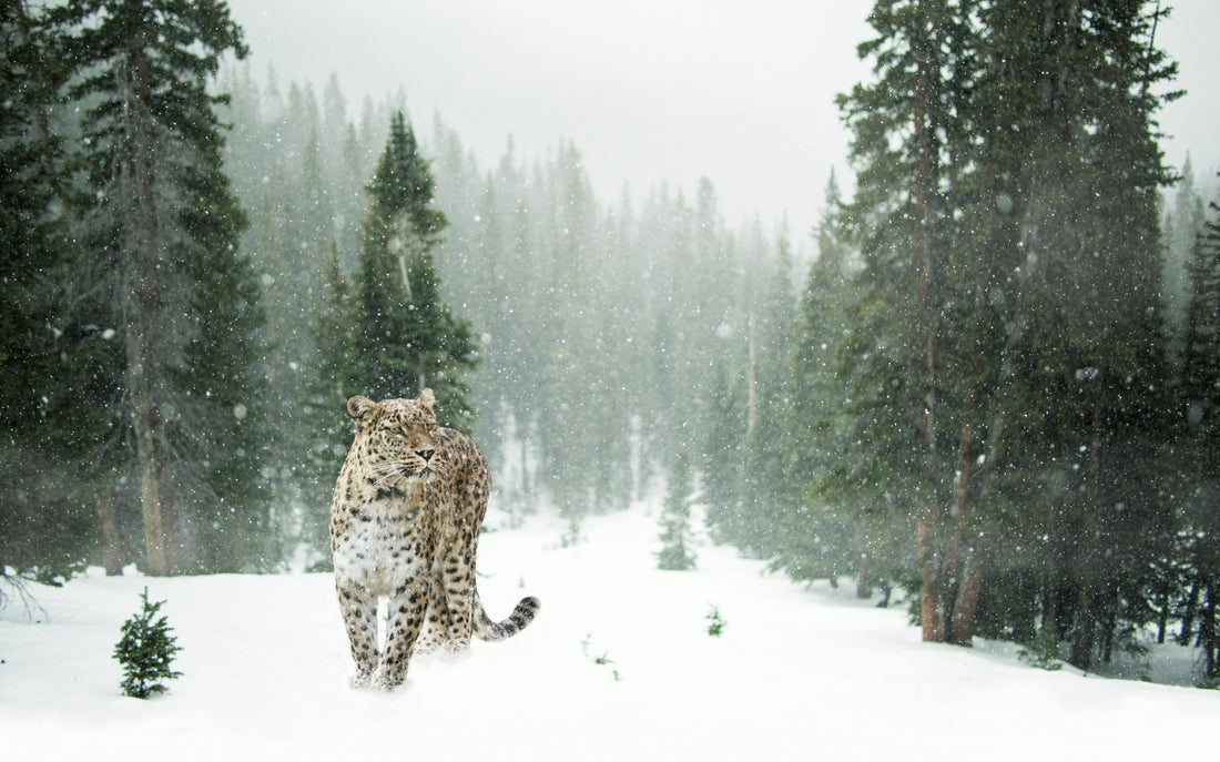 A majestic snow leopard walking through a snowy mountain landscape, representing the resilience of nature and the success of wildlife conservation.