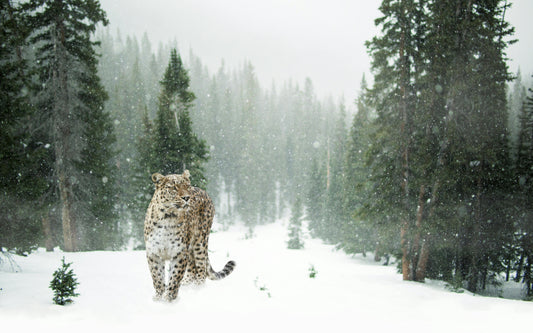 A majestic snow leopard walking through a snowy mountain landscape, representing the resilience of nature and the success of wildlife conservation.