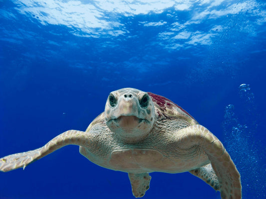 A sea turtle swimming in clear blue ocean water, representing marine conservation success.
