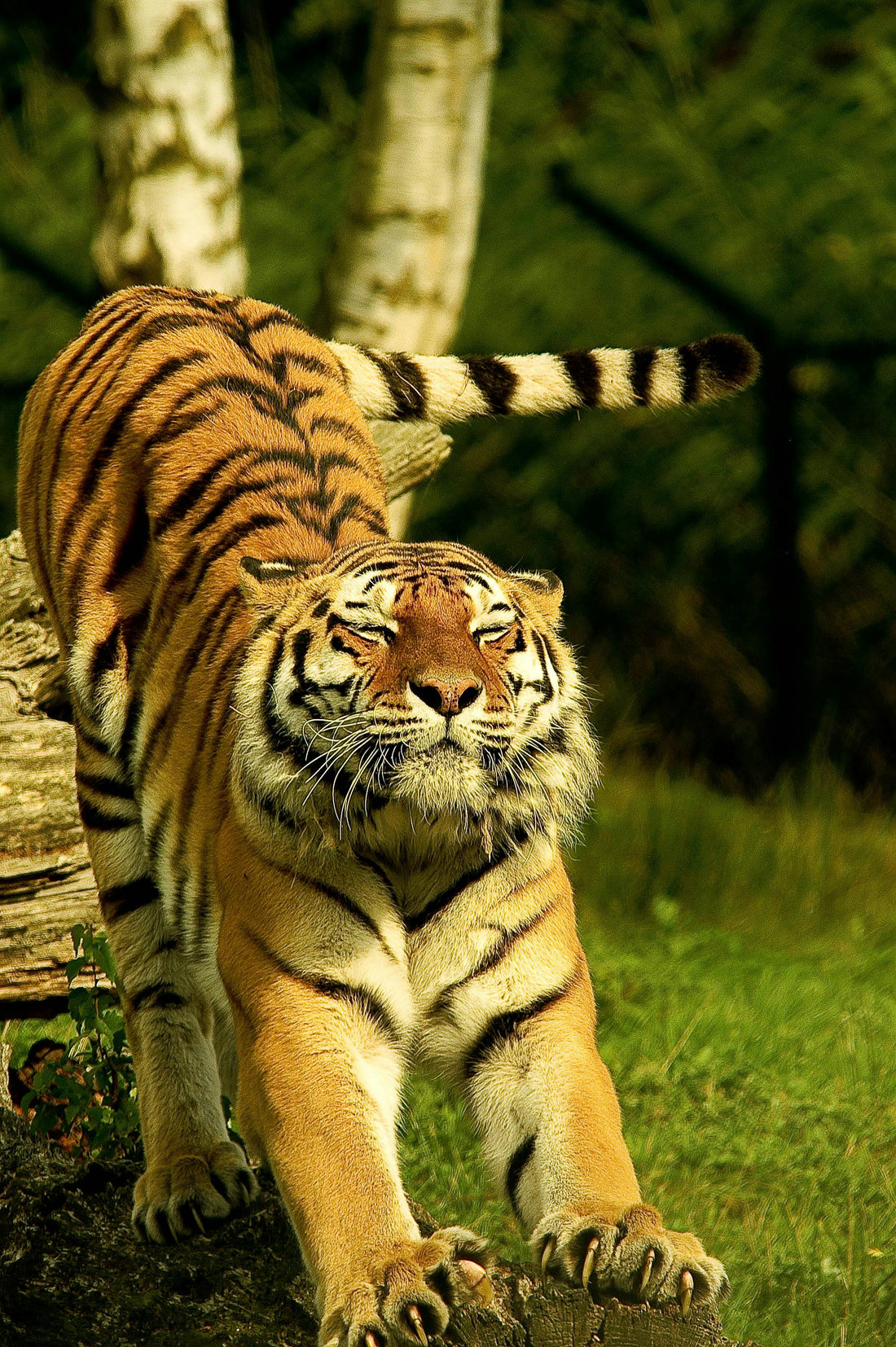 A majestic Bengal tiger walking through a green forest, symbolizing wildlife conservation success.