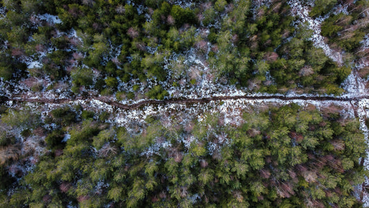 Lush green forest in Europe, symbolizing nature's recovery
