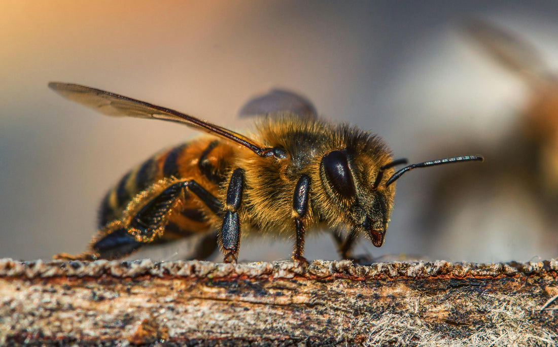 A honey bee collecting nectar from a bright wildflower, symbolizing biodiversity recovery.