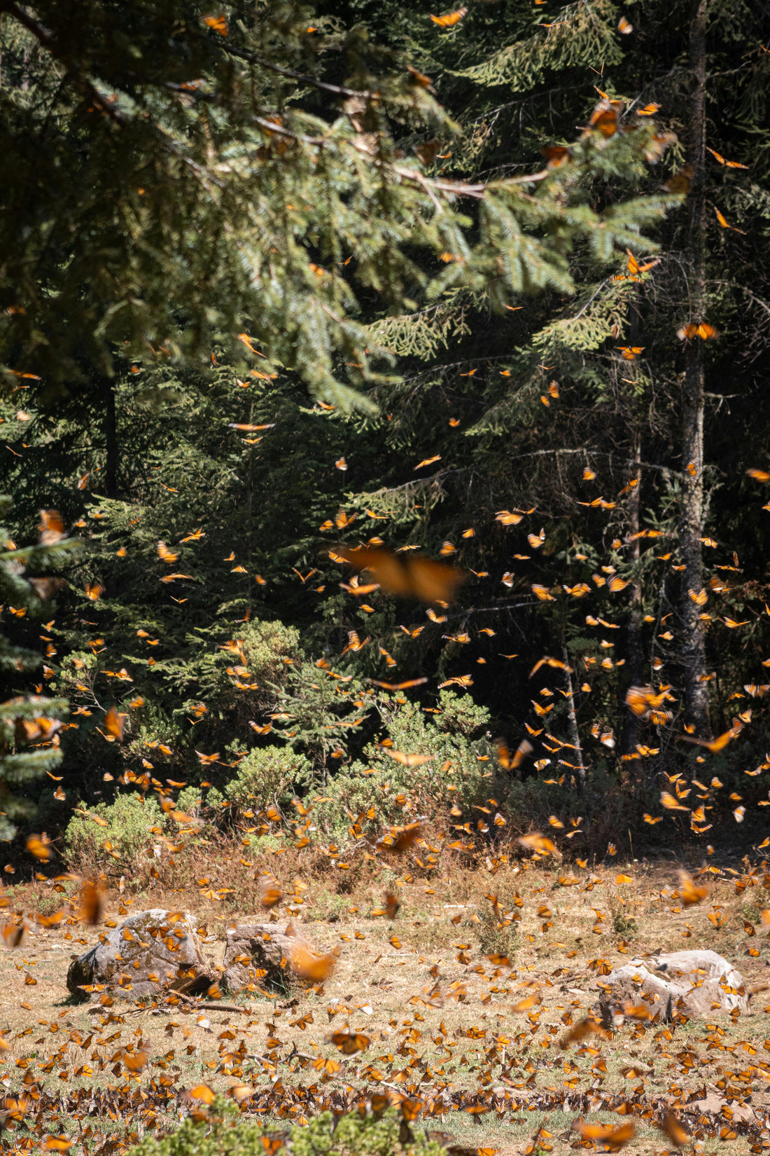 Thousands of Monarch butterflies on a tree, symbolizing the recovery of the species and the importance of biodiversity.