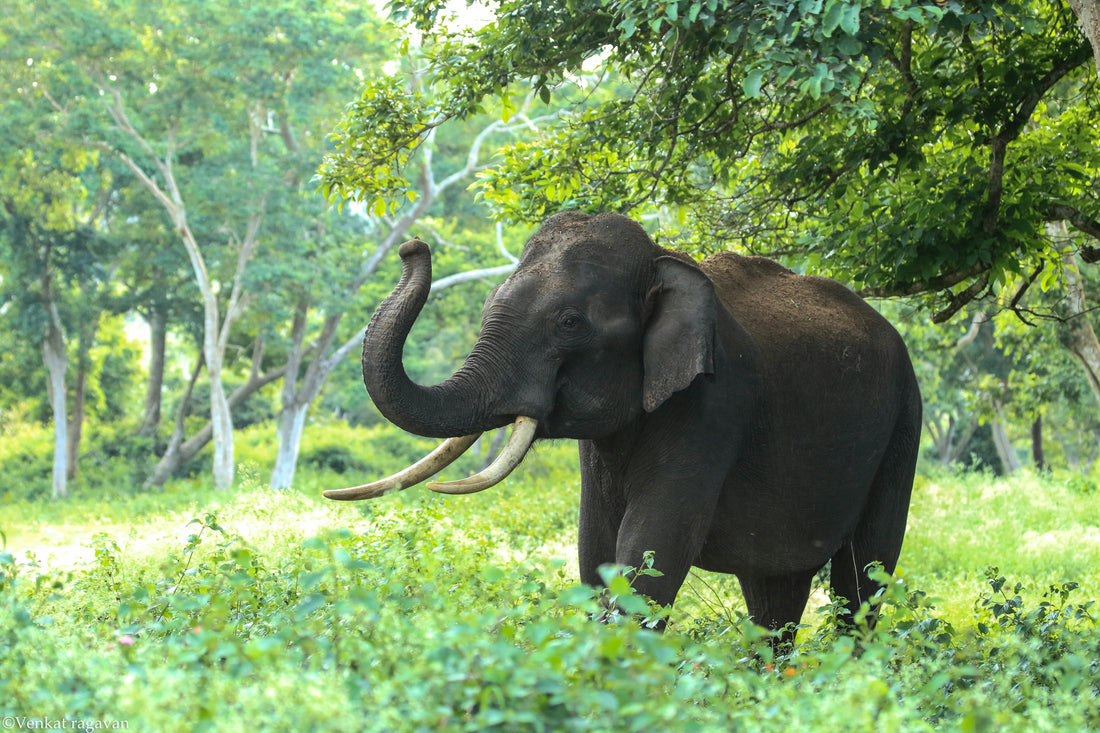 A majestic elephant walking through a lush, sunlit tropical forest, symbolizing nature's role in carbon sequestration and environmental balance.