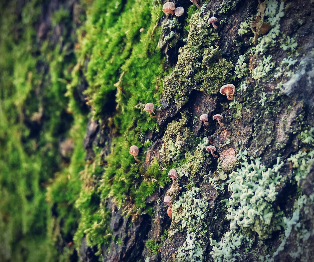 A macro close-up of vibrant green moss with tiny water droplets, representing the purity of northern nature.