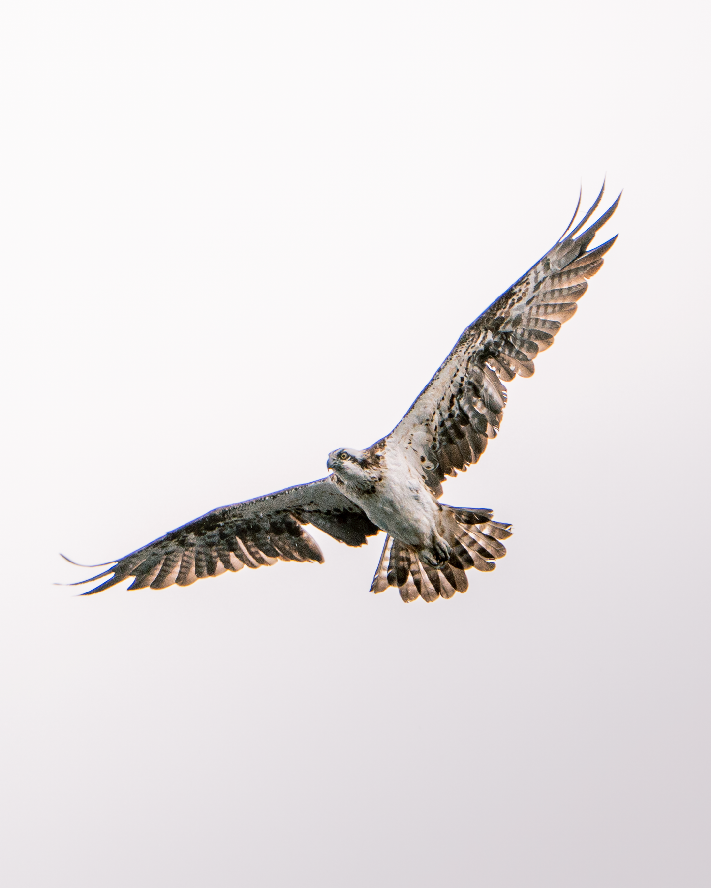 Mikko Monto x Novapuro Organic T-Shirt - Osprey