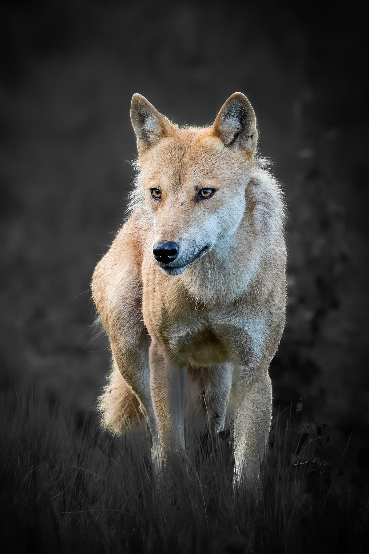 Auli Leivonen x Novapuro 'Nordic Wolf' -unisex-luomupuuvillapaita