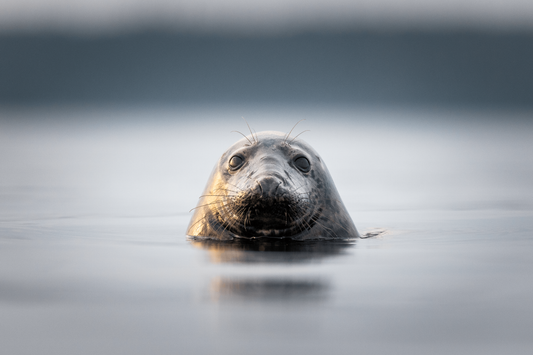 Jetro Luhtaa x Novapuro "Baltic Grey Seal" Organic T-Shirt | Wildlife Graphic Design