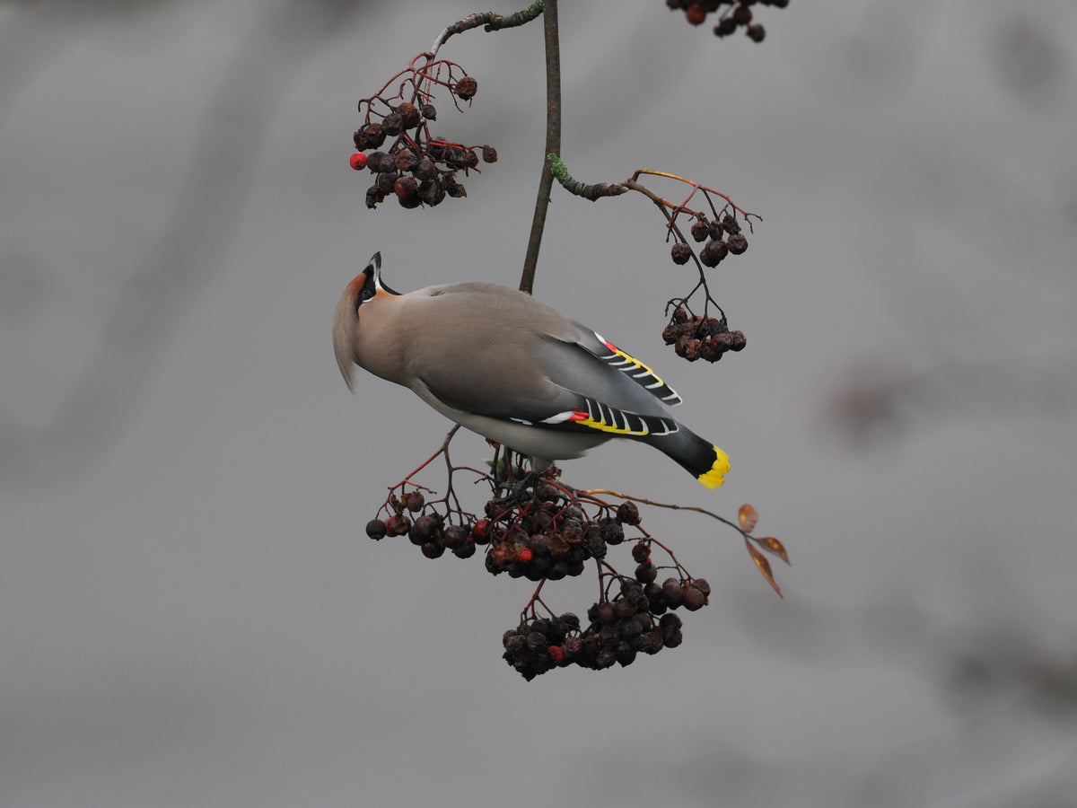 Bohemian Waxwing Organic Eco Sweatshirt | Tarja x Novapuro | Sustainable Nordic Nature Apparel